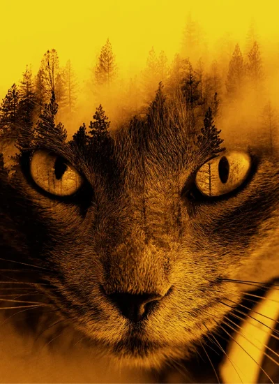 taunusdesign_Doubleexposure_Katze taunusdesign - Grafikdesign Double Exposure Bild einer Katze und eines Waldes - Grafikdesign, Webdesign, Videobearbeitung, Print Design im Taunus, Wiesbaden, Frankfurt, Mainz und deutschlandweit